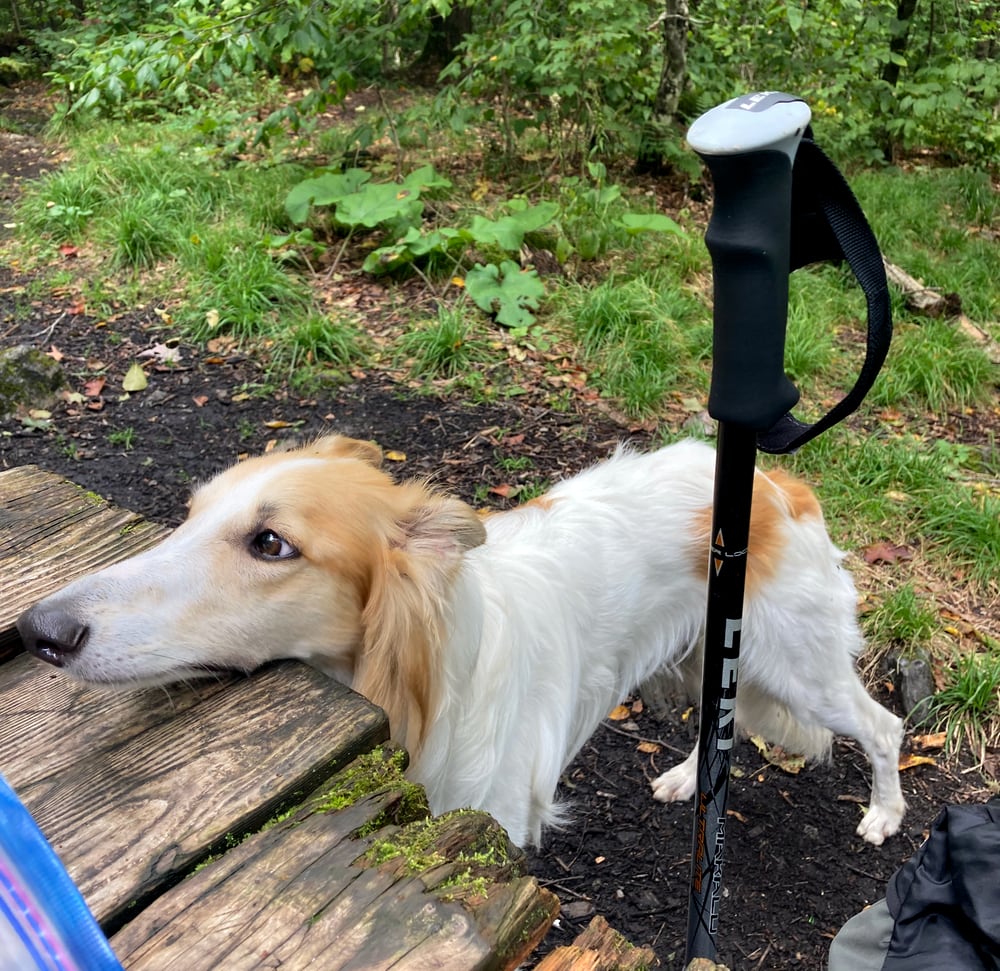 A photograph of Zero, Parfait's silken windhound, begging for food at a picnic table.