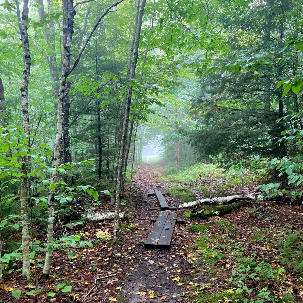 Photograph of bogboards leading into foggy woods.