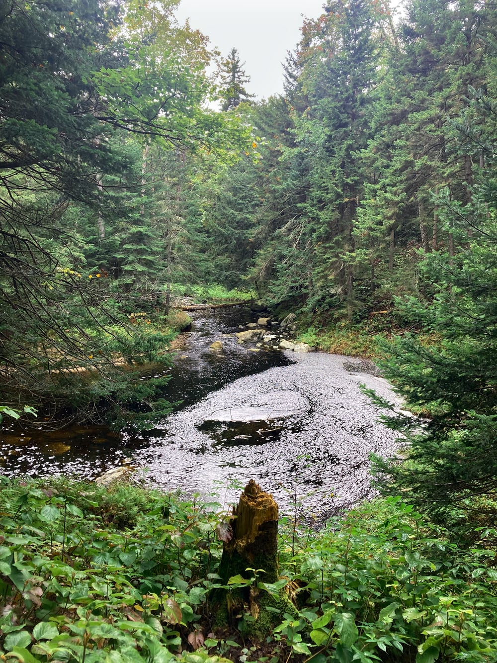 Photograph of a stream